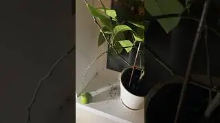 Он молодец 