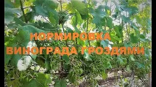 Нормировка винограда гроздями