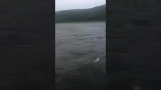 Поромная переправа река Лена 12 августа 2017 г.