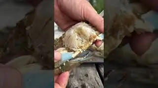 Blue Crabs and Red Sauce 