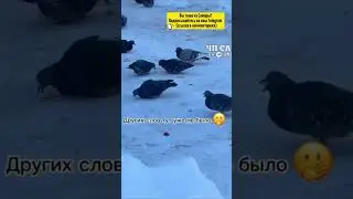 В одном из самарских дворов жителей периодически осыпают кашей...