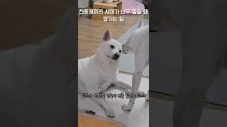 진돗개들끼리 사이가 너무 좋을때... / 진돗개 진주, 밀크 #백구 #강아지 #반려견 #강아지일상 #dog #대형견 #반려동물