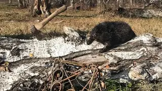 BEAVER HUNTING/TRAP CHECKING + RESULT!