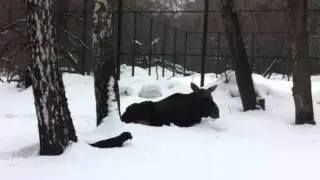 Такса и лось