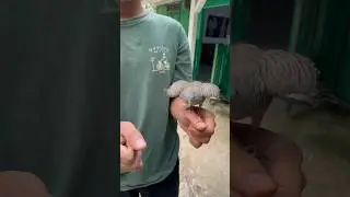 Udah mulai birahi ajah nih burung 🥰🥰