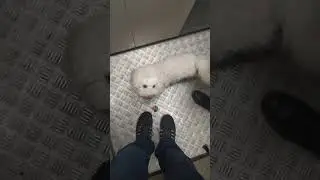 Милый тузик