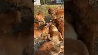 Growing Up Day by Day - From Puppy to Majestic Golden Retriever