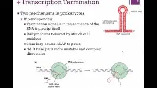 180-Transcription Elongation & Termination