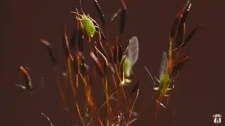Aphid on Moss - Time Lapse