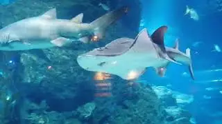 Океанариум Бангкок - большие рыбы