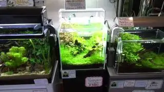 【アクアフォレスト】30cmアクアスカイ