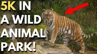 Running A 5k In A Wild Animal Park! (Howletts, The Aspinall Foundation)