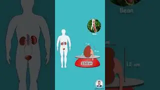 الكِلية وعظمة الخالق