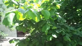 Прогноз урожая фундука в 2023г. Об "элите" от корыта. ч.1.