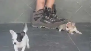 Chihuahuas Mini Dogs Puppy For Sale FILHOTES  MACHINHOS FEMEAZINHAS LINDOS