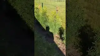 Живая изгородь из Брабантов.2.......