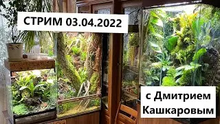 03.04.2022 - Прямой эфир с Дмитрием Кашкаровым - общаемся, отвечаем на вопросы