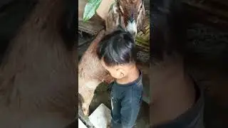 beri makan kambing#shorts #subscribe #shortfeed