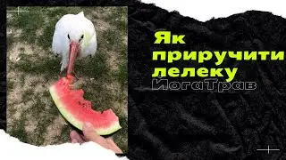 Як приручити лелеку. Неймовірна дружба.