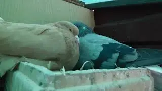 Николаевские хорошие радители.