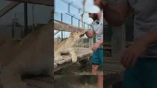 I Put My Hand in a Lion's Mouth! (Don't Try This at Home) 