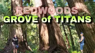 Grove of Titans | Jedediah Smith Redwoods State Park