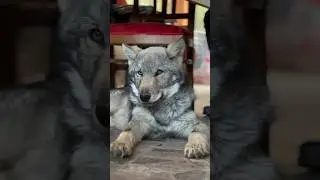 YAVRU KURT GELİŞİM SÜRECİ! WOLF GROWTH PROCESS 