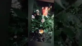 Мой вечерний двор 🏡