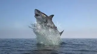 ⭐Wild shark⭐