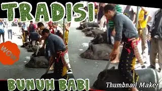 Pembantaian Babi masal Upacara Kematian Orang Bajawa