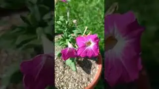 ТАЛАНТ 🤗