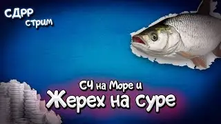 Рыбалка на море и поиск жереха на Суре. ( Русская рыбалка 4 )