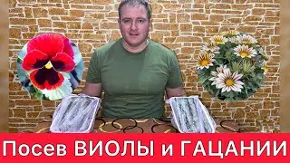 Посев ВИОЛЫ и ГАЦАНИИ
