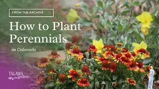 How to Plant Perennials