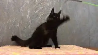 Черный солид,  кошка Мейн-кун 3 месяца