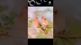 ಝೇಂಕರಿಸಿ ಬ್ರಮರ...