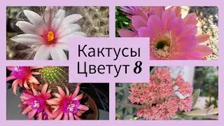 2024.Цветут Кактусы.8.серия