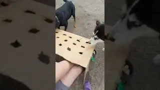 Собака и сосиска