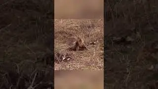 #viral The Great Escape | Raccoon's Amazing Stunt | Raccoon fighting an eagle | #animals #fight