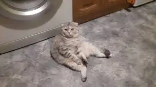 чашки в посудомойке....ждун