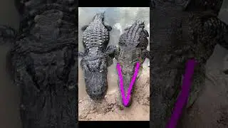 Ты крокодил или аллигатор 