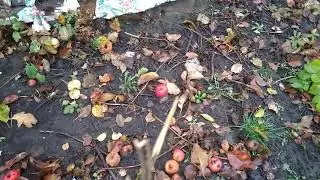 Наша дача. Чепели. 10.11.2018 р.