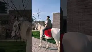 с конём по полю идём