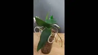 Зацветает фаленопсис Donnas Delight (Phal. minus x Phal. equestris)