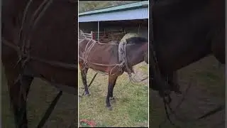 Мул моего подписчика из Карачаево-Черкессии.4года