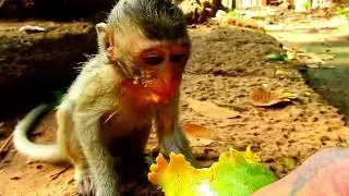Save Alba Life By Give Her All Day With Dialy Diet | Alba So Happy To See Big Mango