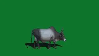 Green screen cow, green screen animals for use in chroma key, no copyright