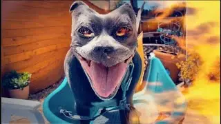 HALLOWEEN ANIMALS - Scary Dog Halloween - HALLOWEEN 2022