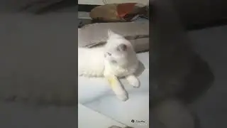 kitty ko billy ny zakhmi kr dia😭