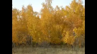 осенний лес